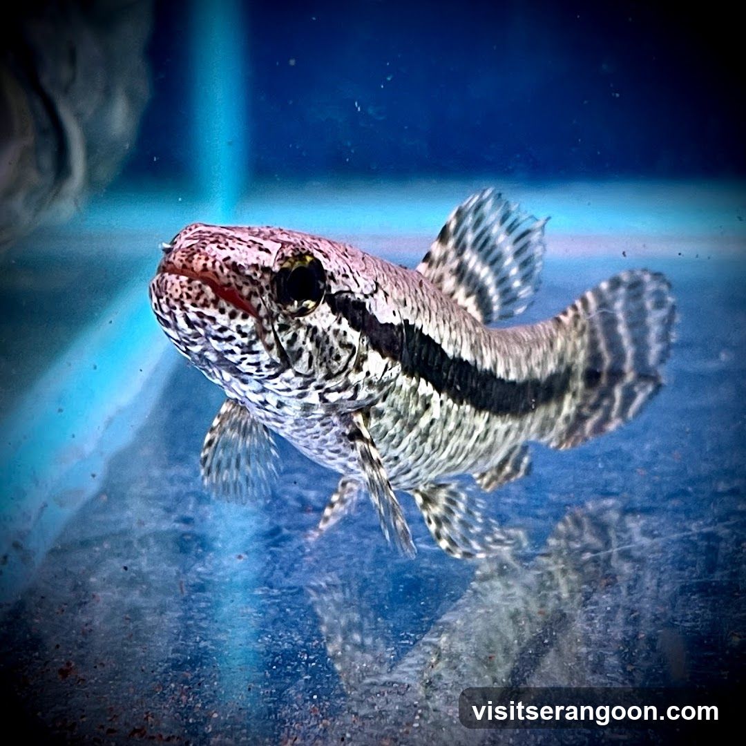 Marc's Aquarium