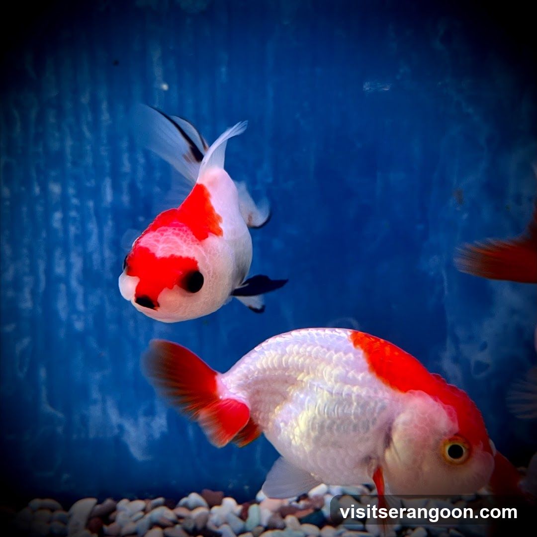 Marc's Aquarium