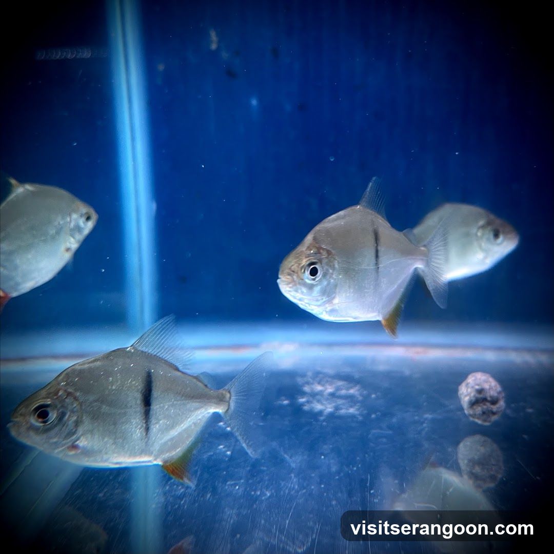 Marc's Aquarium