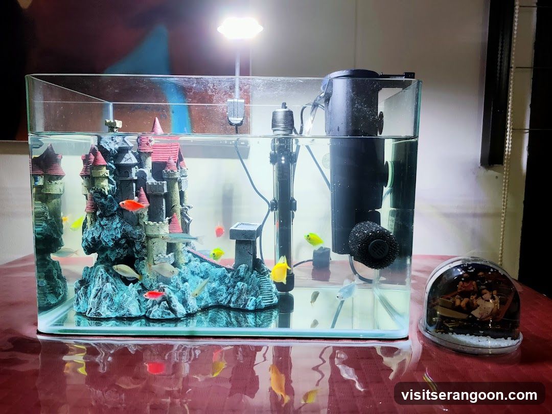 Marc's Aquarium