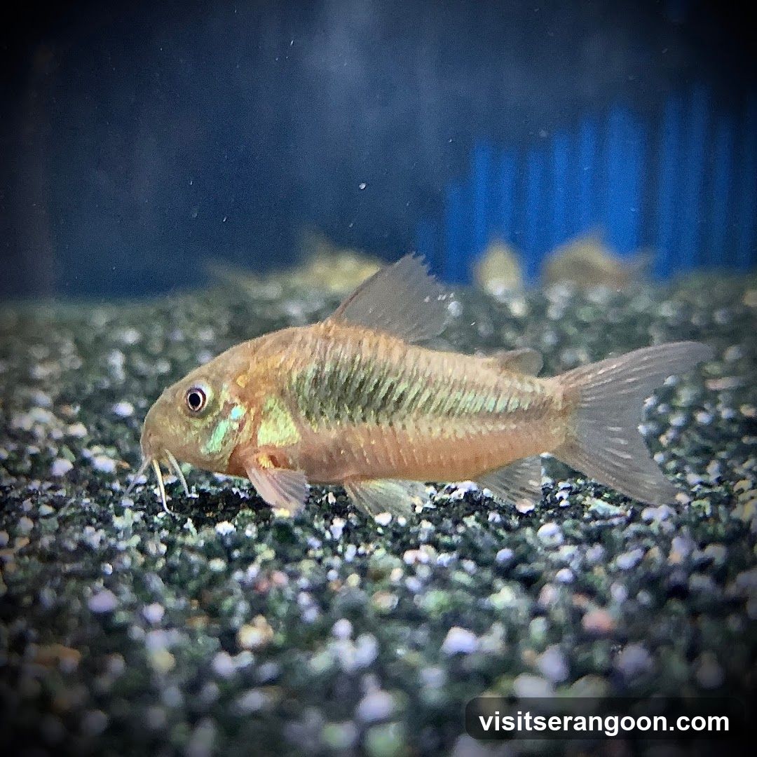 Marc's Aquarium