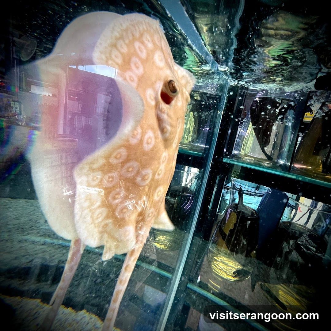 Marc's Aquarium