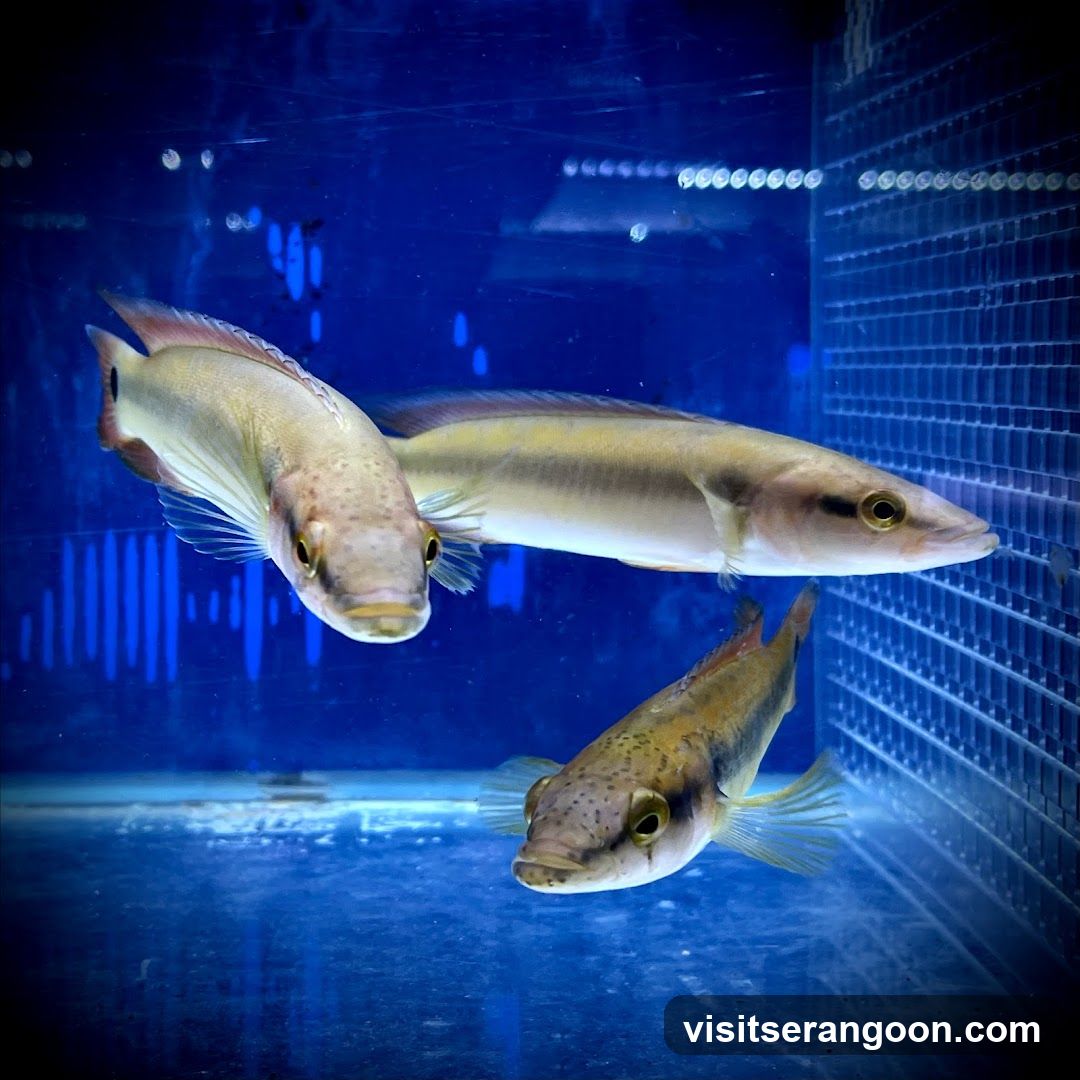 Marc's Aquarium