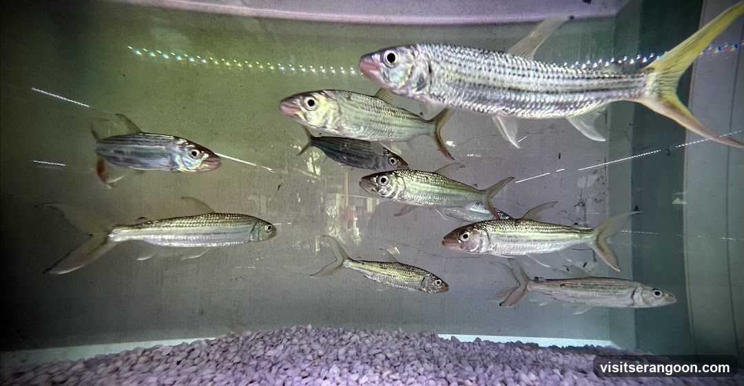 Marc's Aquarium