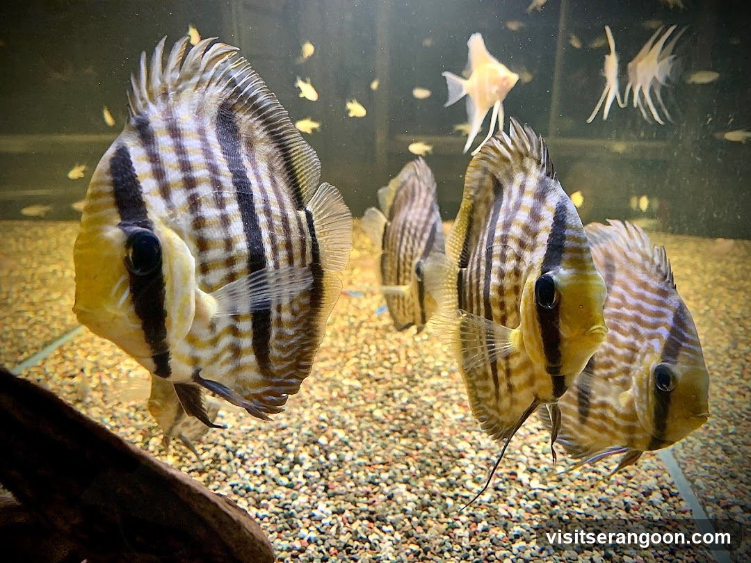 Marc's Aquarium