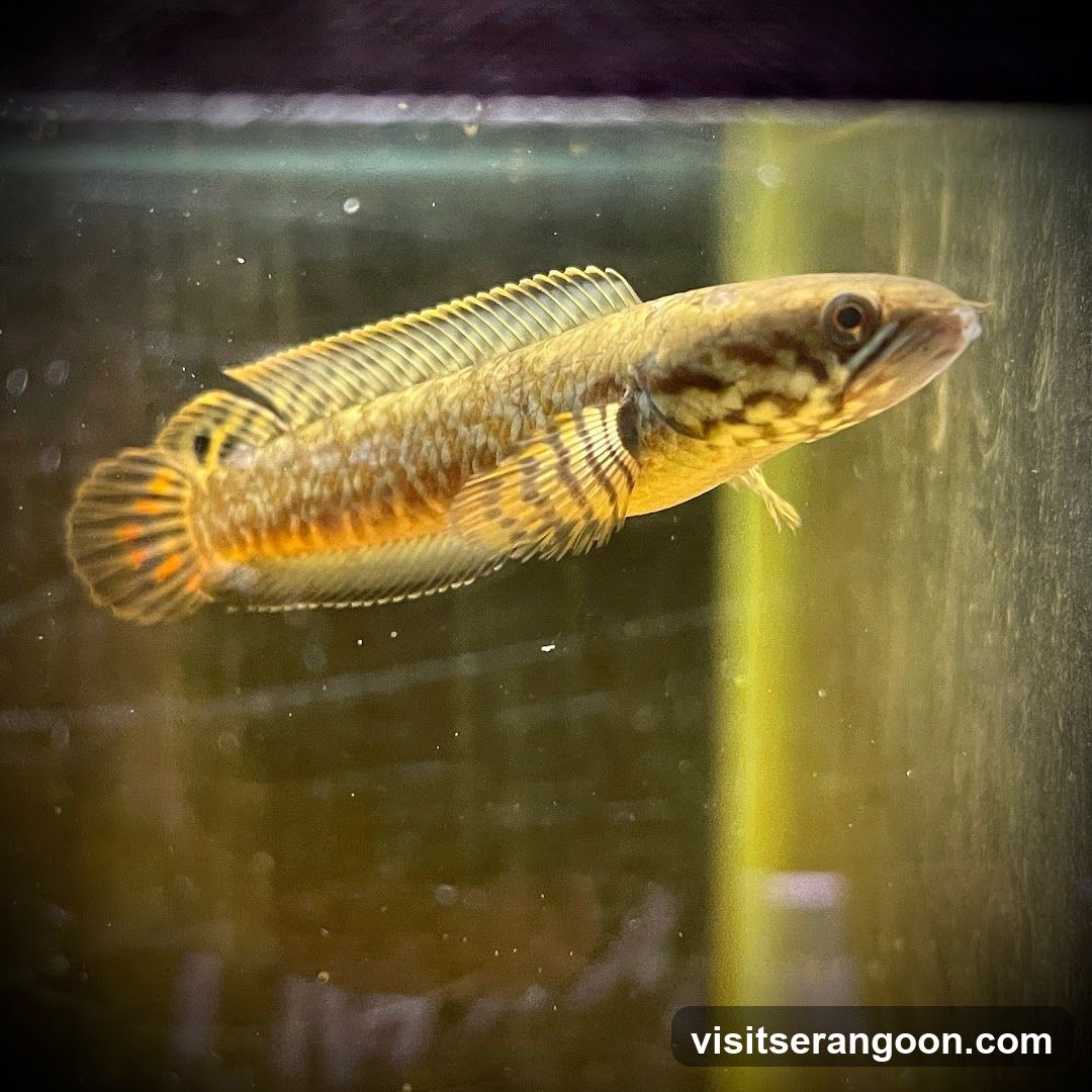 Marc's Aquarium