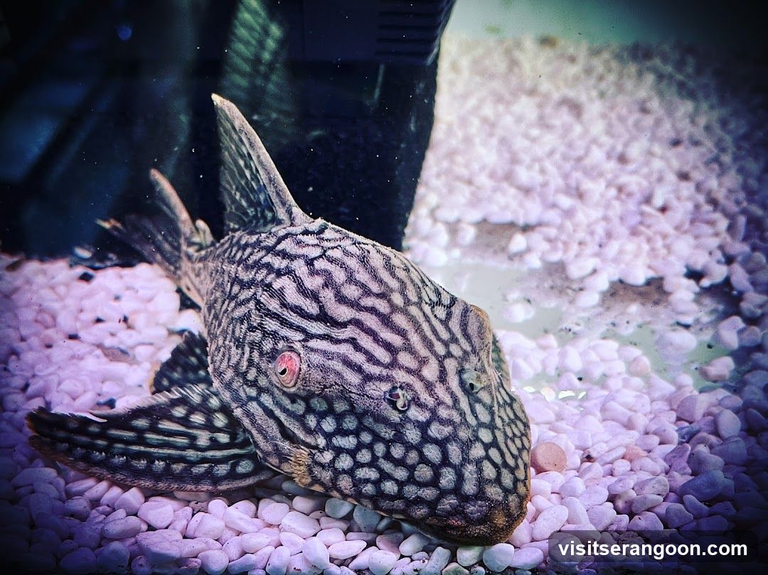 Marc's Aquarium