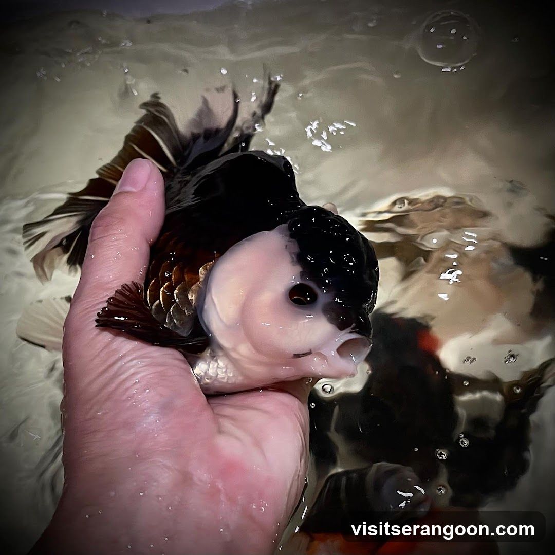 Marc's Aquarium