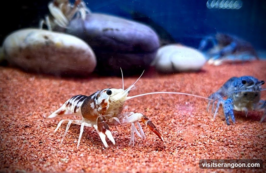 Marc's Aquarium
