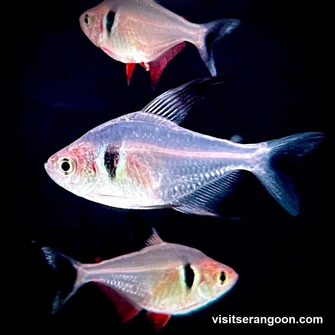 Marc's Aquarium