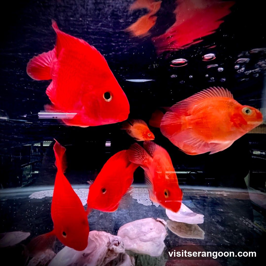 Marc's Aquarium