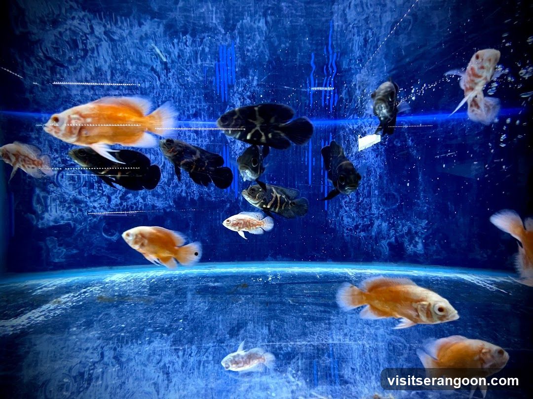 Marc's Aquarium