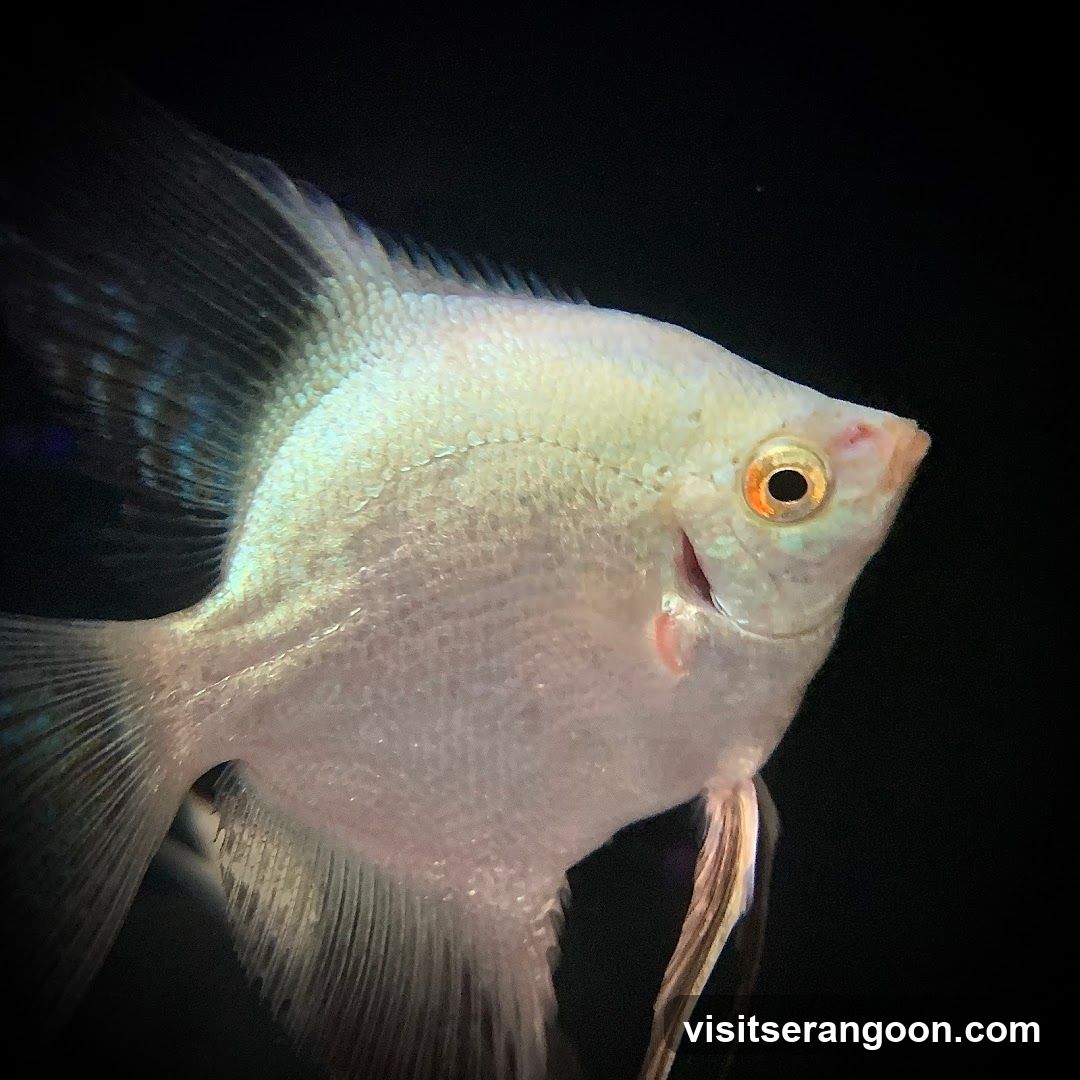 Marc's Aquarium