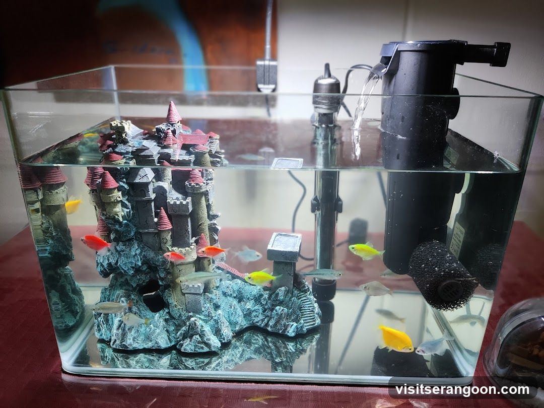 Marc's Aquarium