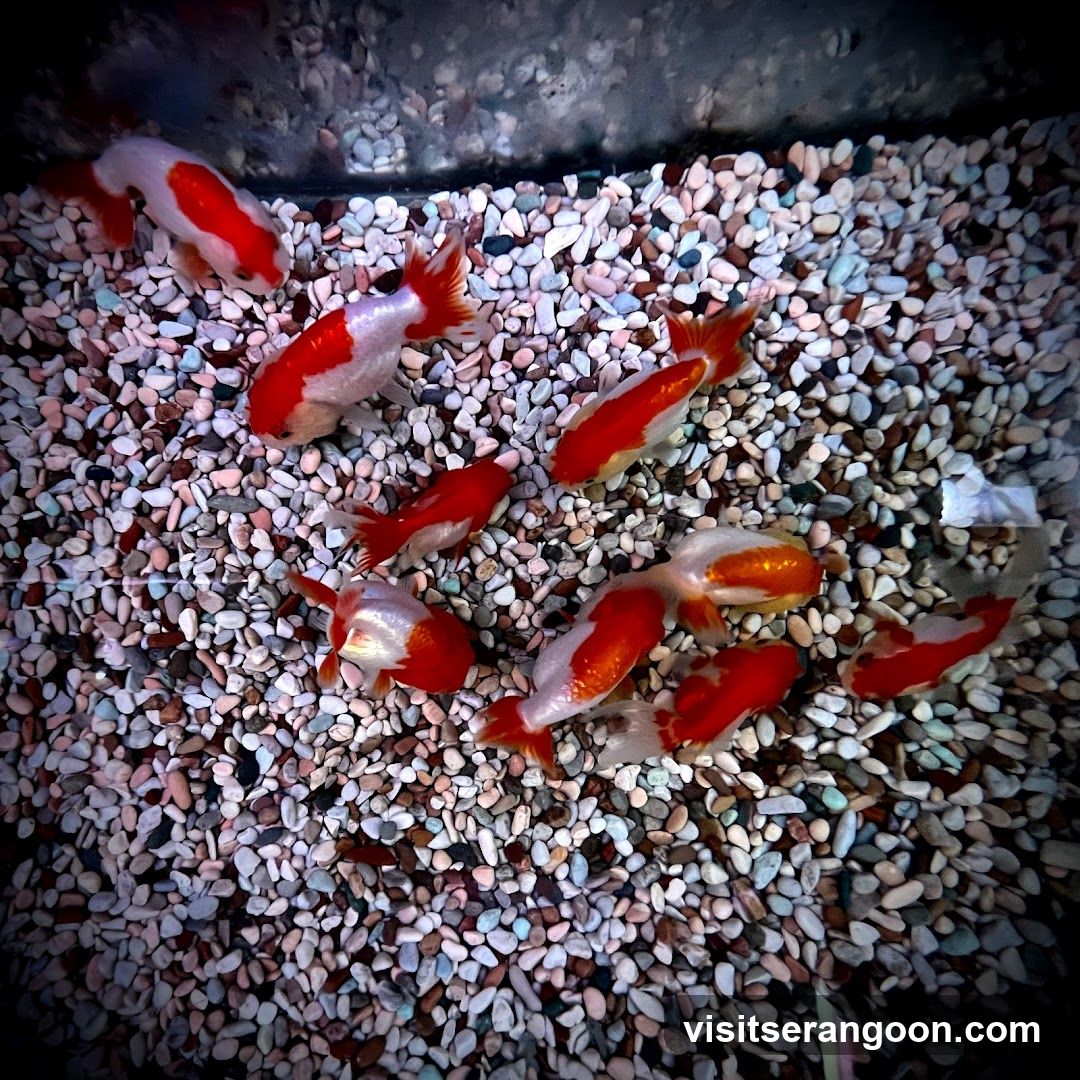 Marc's Aquarium