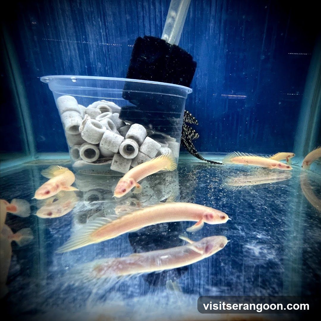 Marc's Aquarium