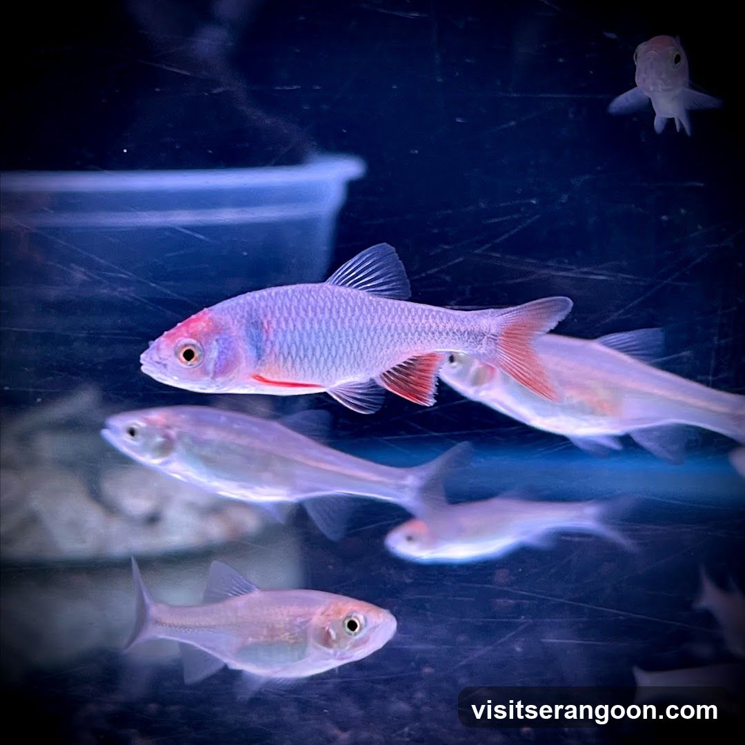 Marc's Aquarium