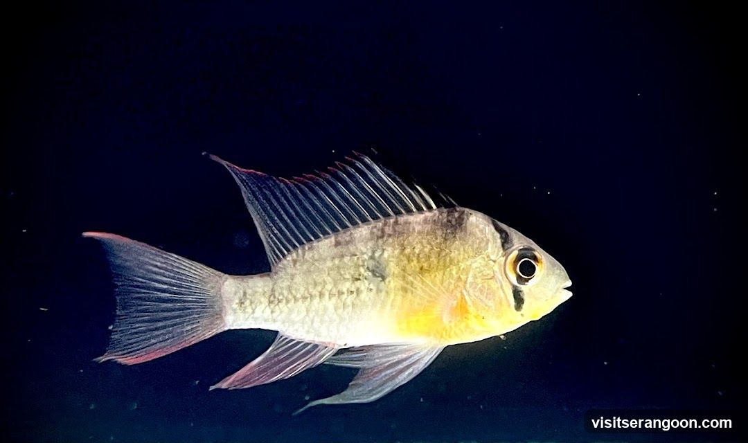 Marc's Aquarium