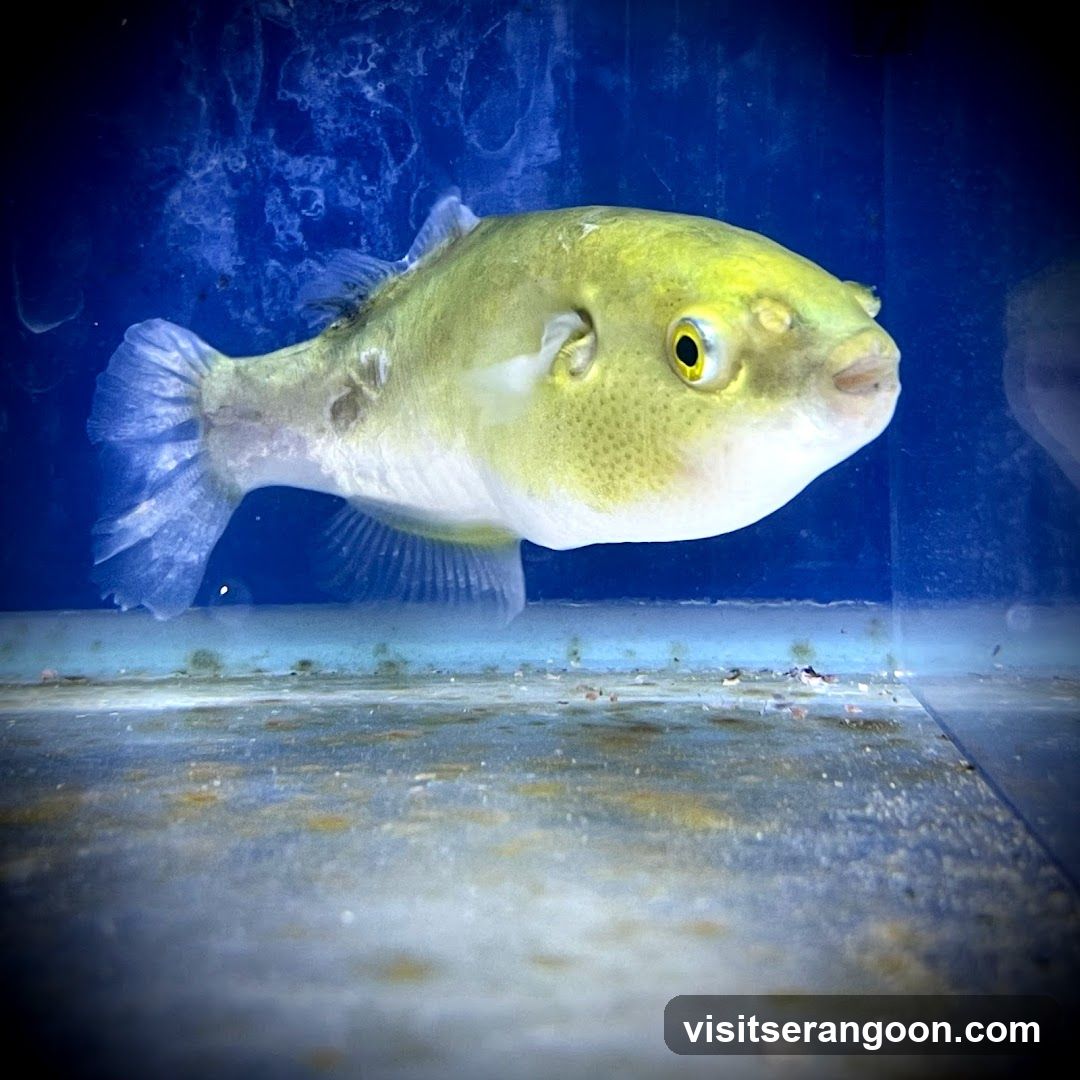 Marc's Aquarium