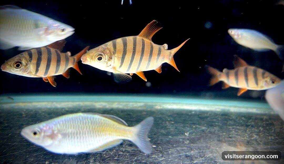 Marc's Aquarium