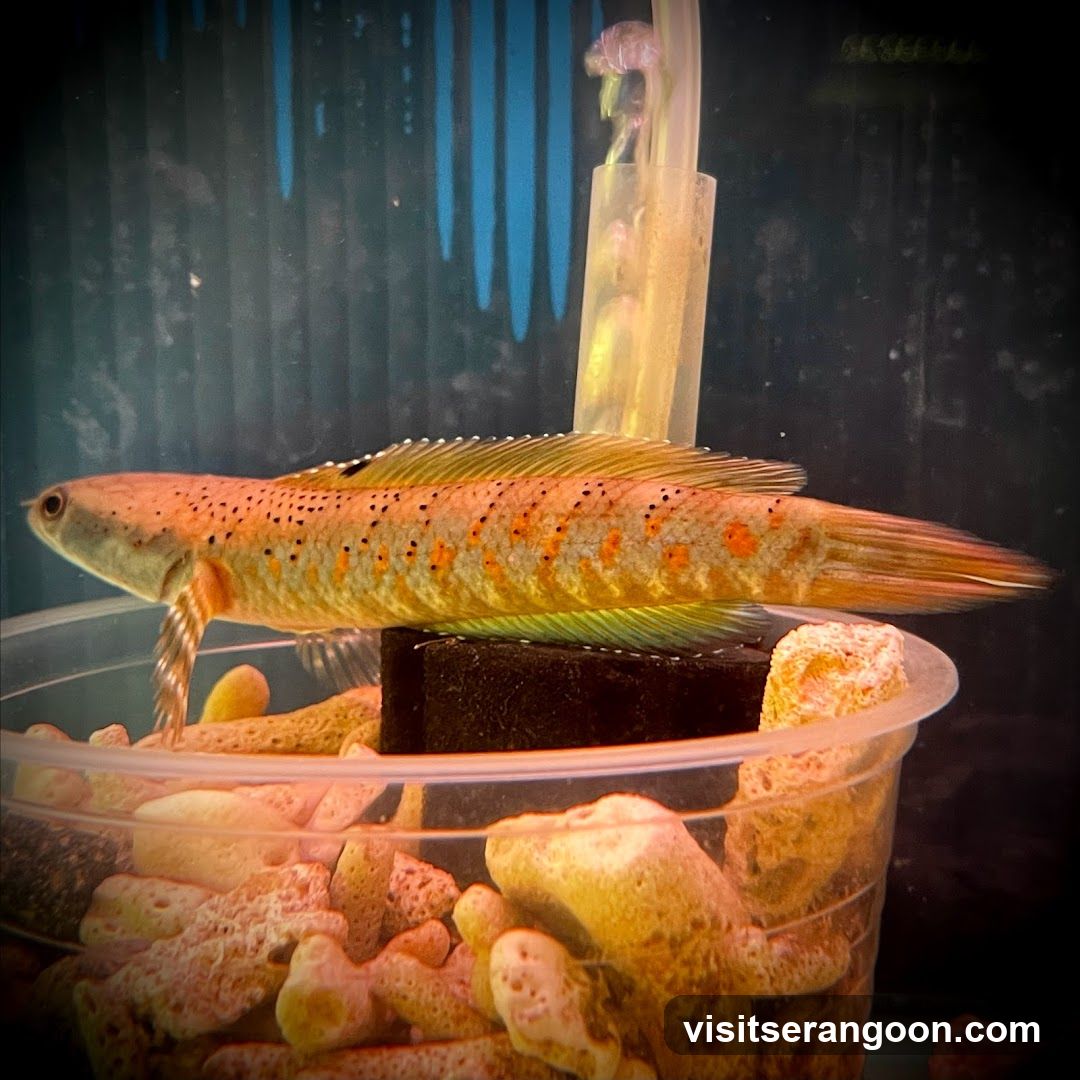 Marc's Aquarium