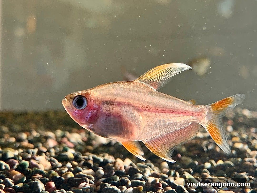 Marc's Aquarium