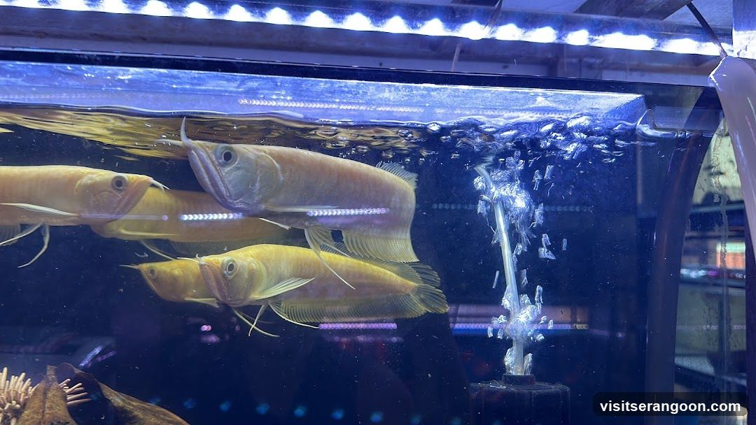 Marc's Aquarium