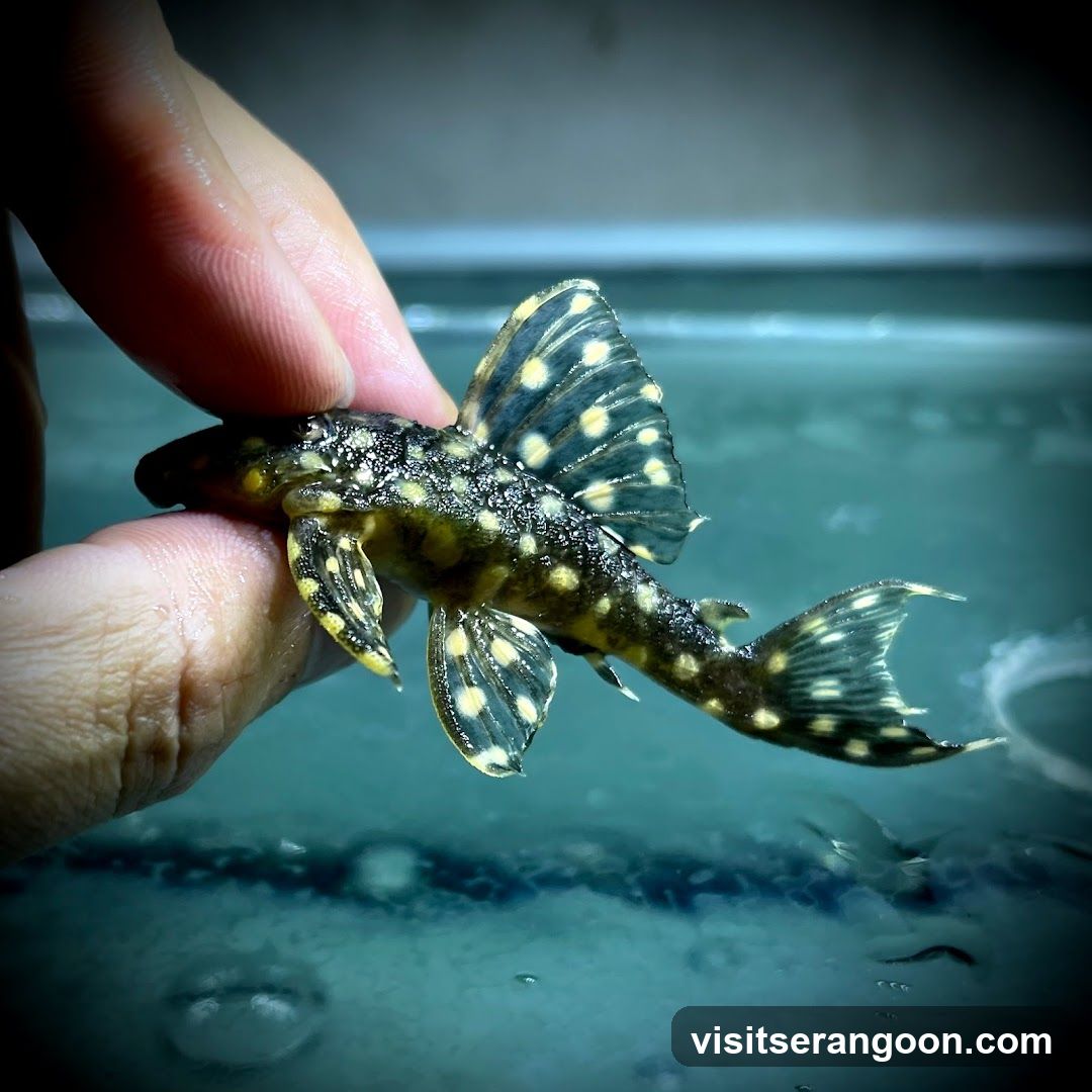 Marc's Aquarium