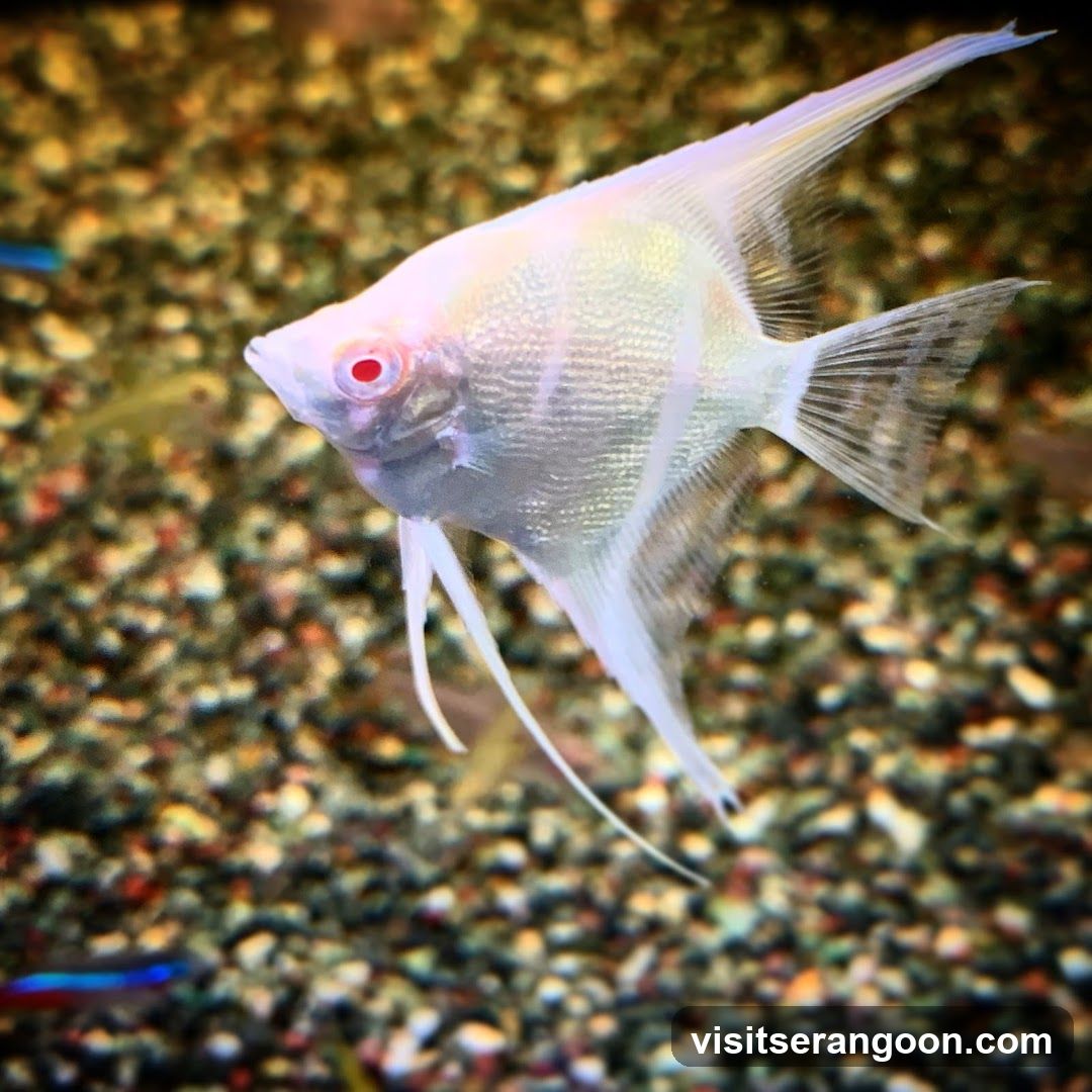 Marc's Aquarium