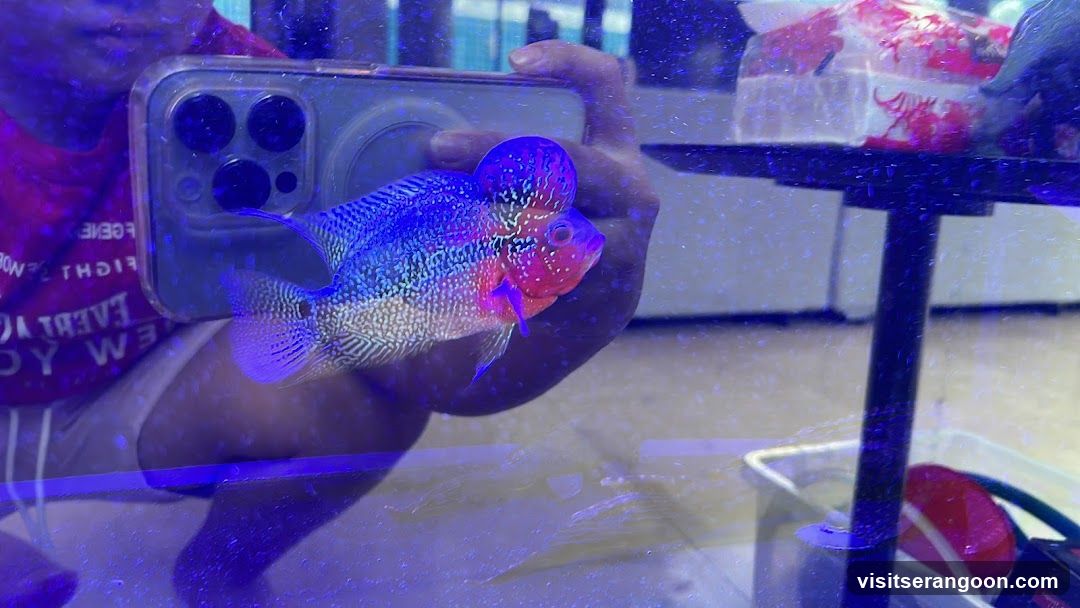 Marc's Aquarium