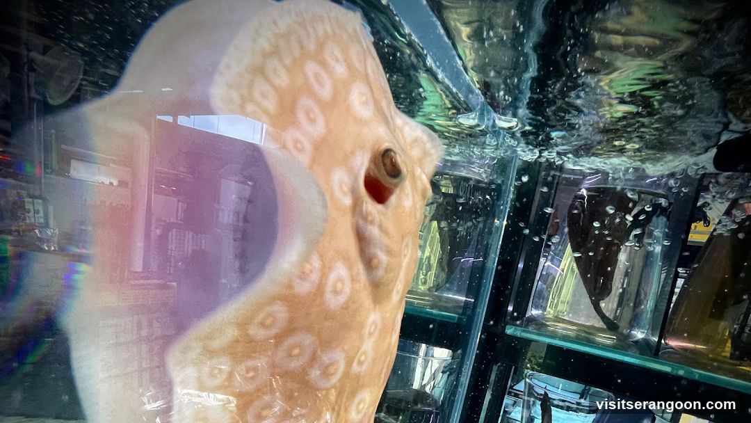 Marc's Aquarium