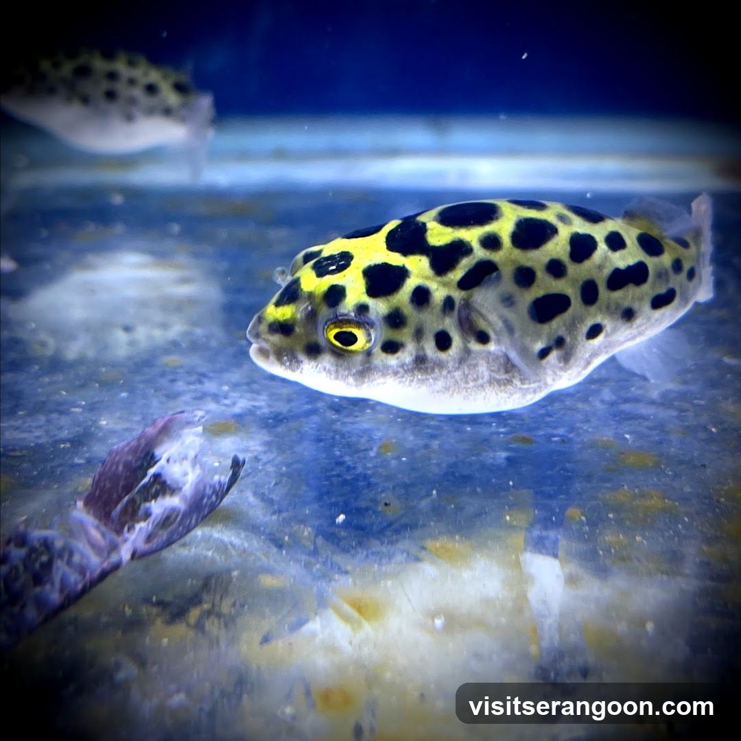 Marc's Aquarium