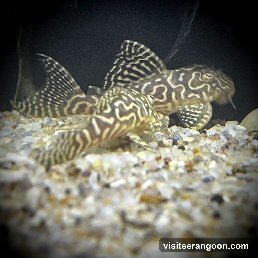 Marc's Aquarium
