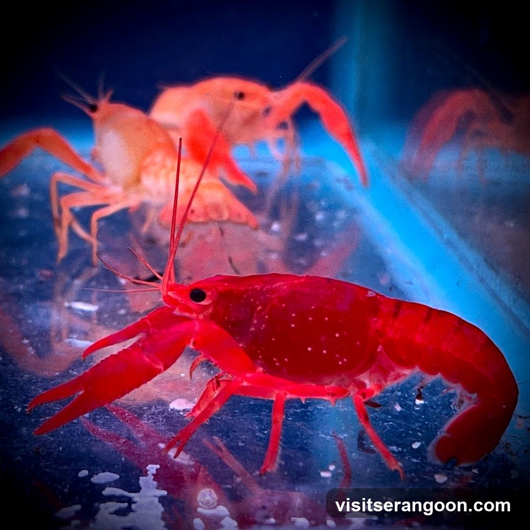 Marc's Aquarium