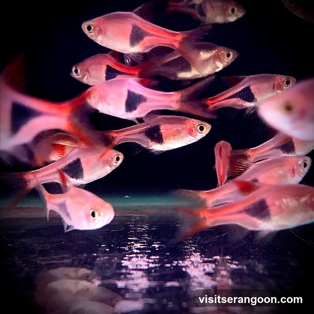 Marc's Aquarium
