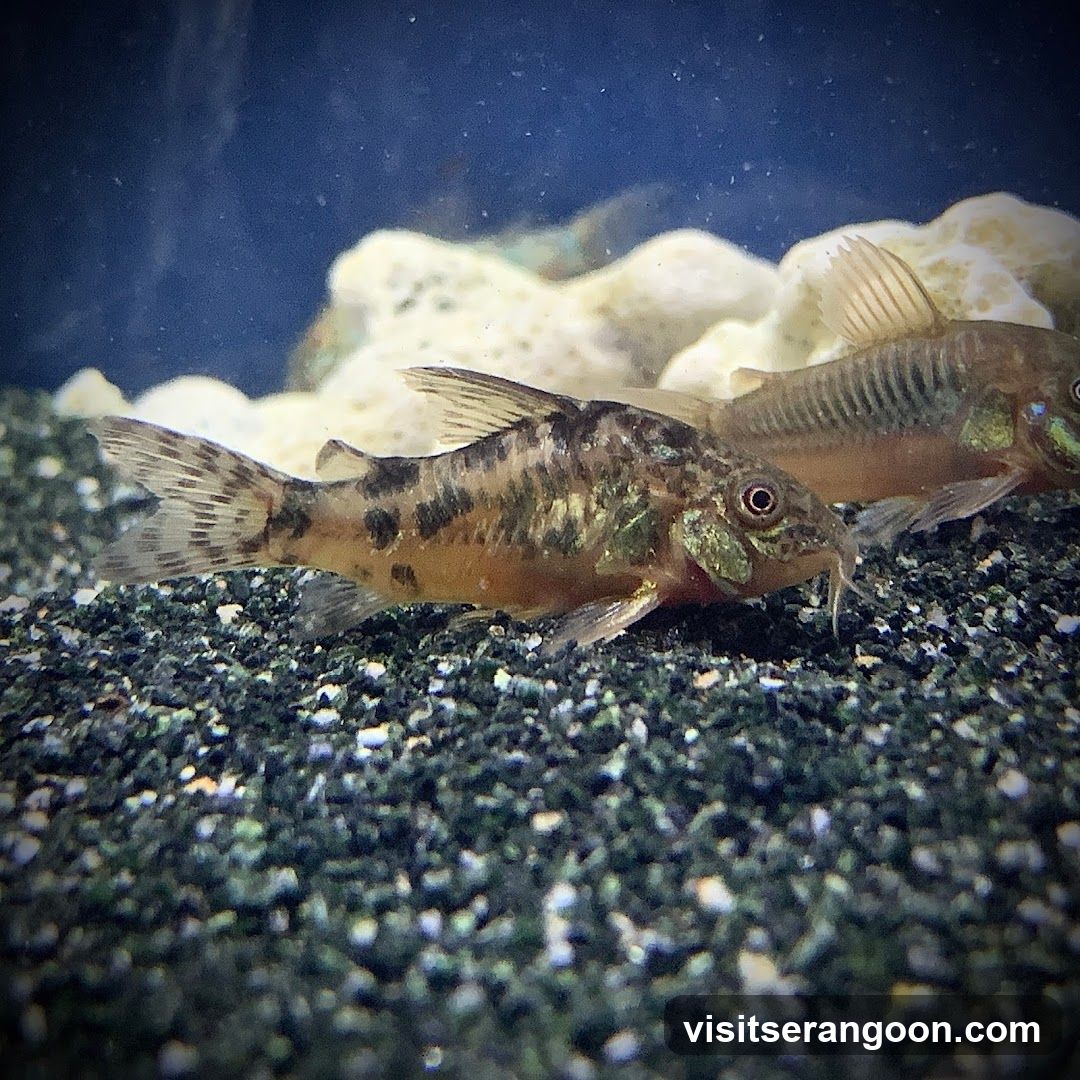 Marc's Aquarium