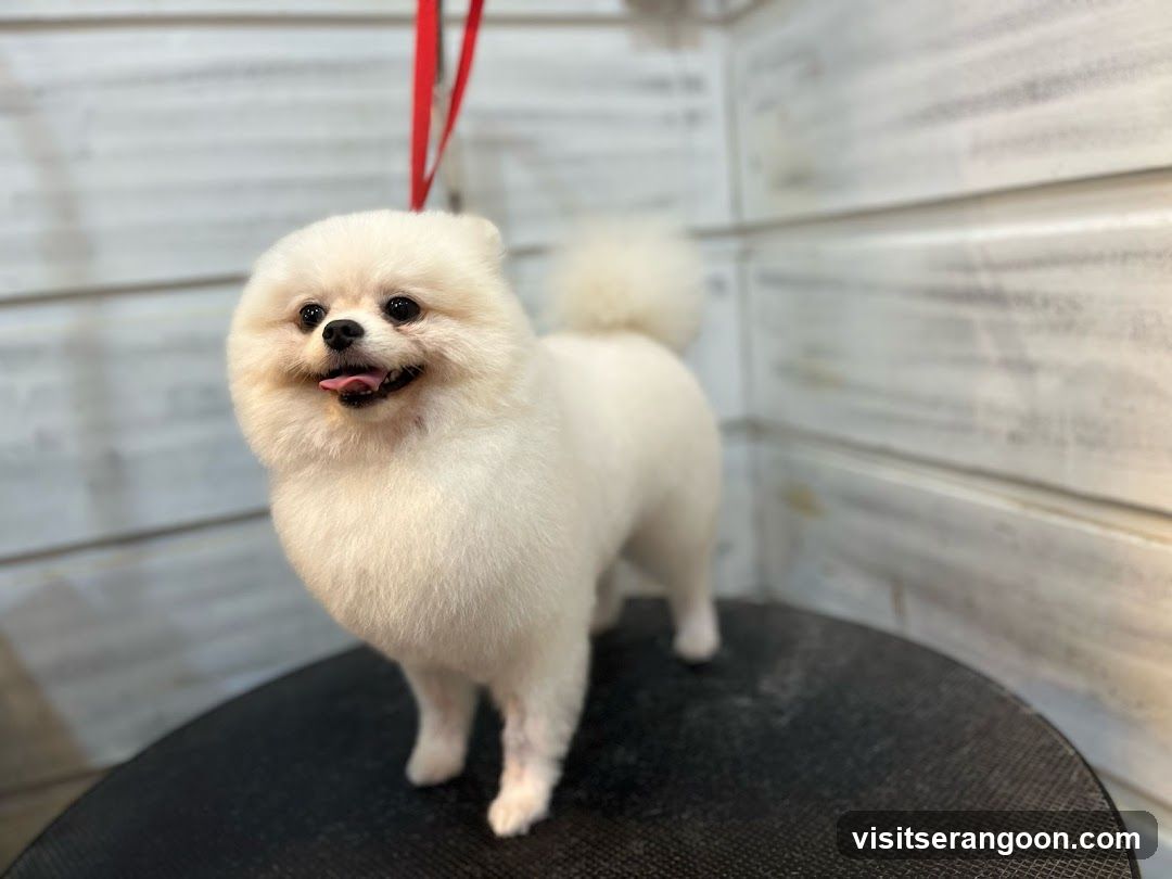 The Pets Workshop (Nex) - Dogs & Cats Grooming / Pet Spa Services in Serangoon Nex Mall