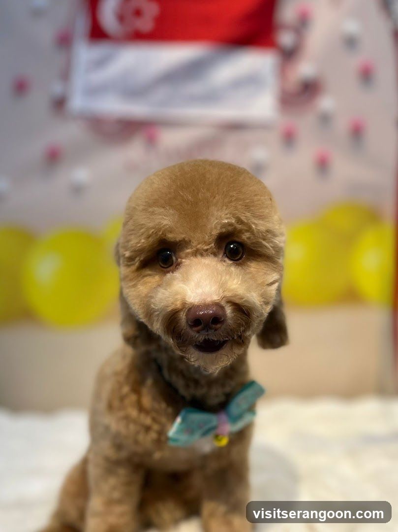 The Pets Workshop (Nex) - Dogs & Cats Grooming / Pet Spa Services in Serangoon Nex Mall
