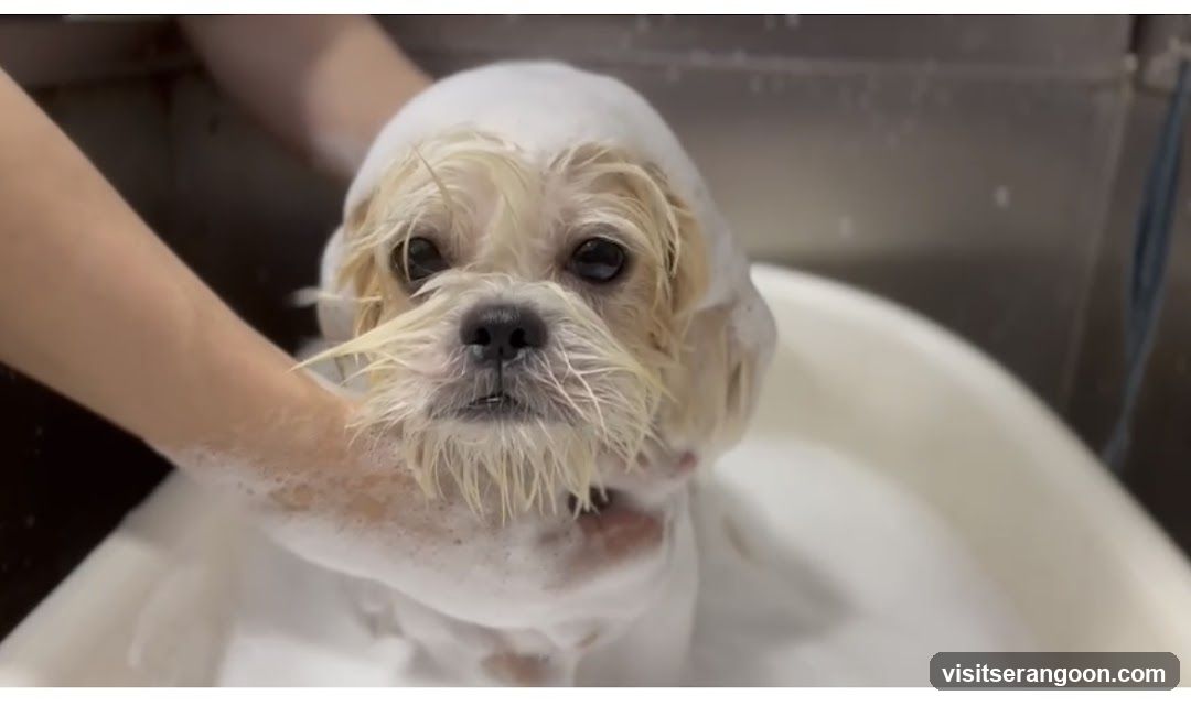 The Pets Workshop (Nex) - Dogs & Cats Grooming / Pet Spa Services in Serangoon Nex Mall