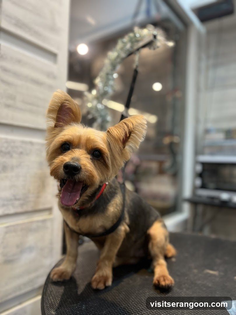 The Pets Workshop (Nex) - Dogs & Cats Grooming / Pet Spa Services in Serangoon Nex Mall