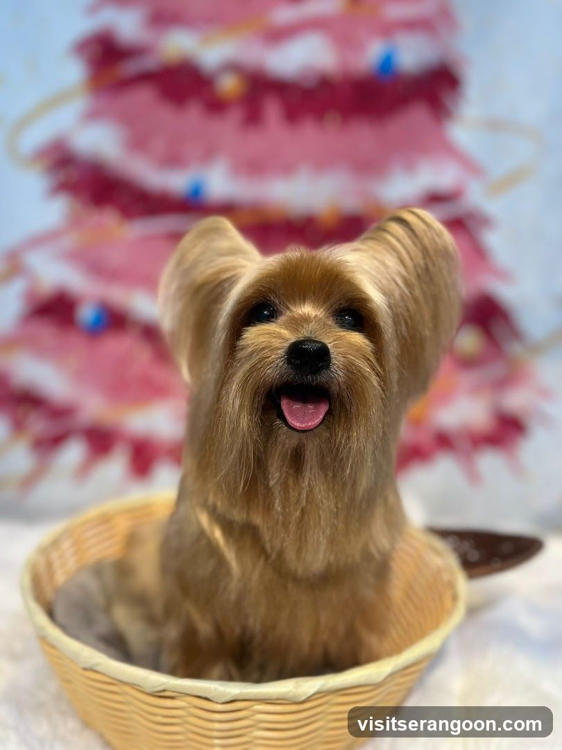 The Pets Workshop (Nex) - Dogs & Cats Grooming / Pet Spa Services in Serangoon Nex Mall
