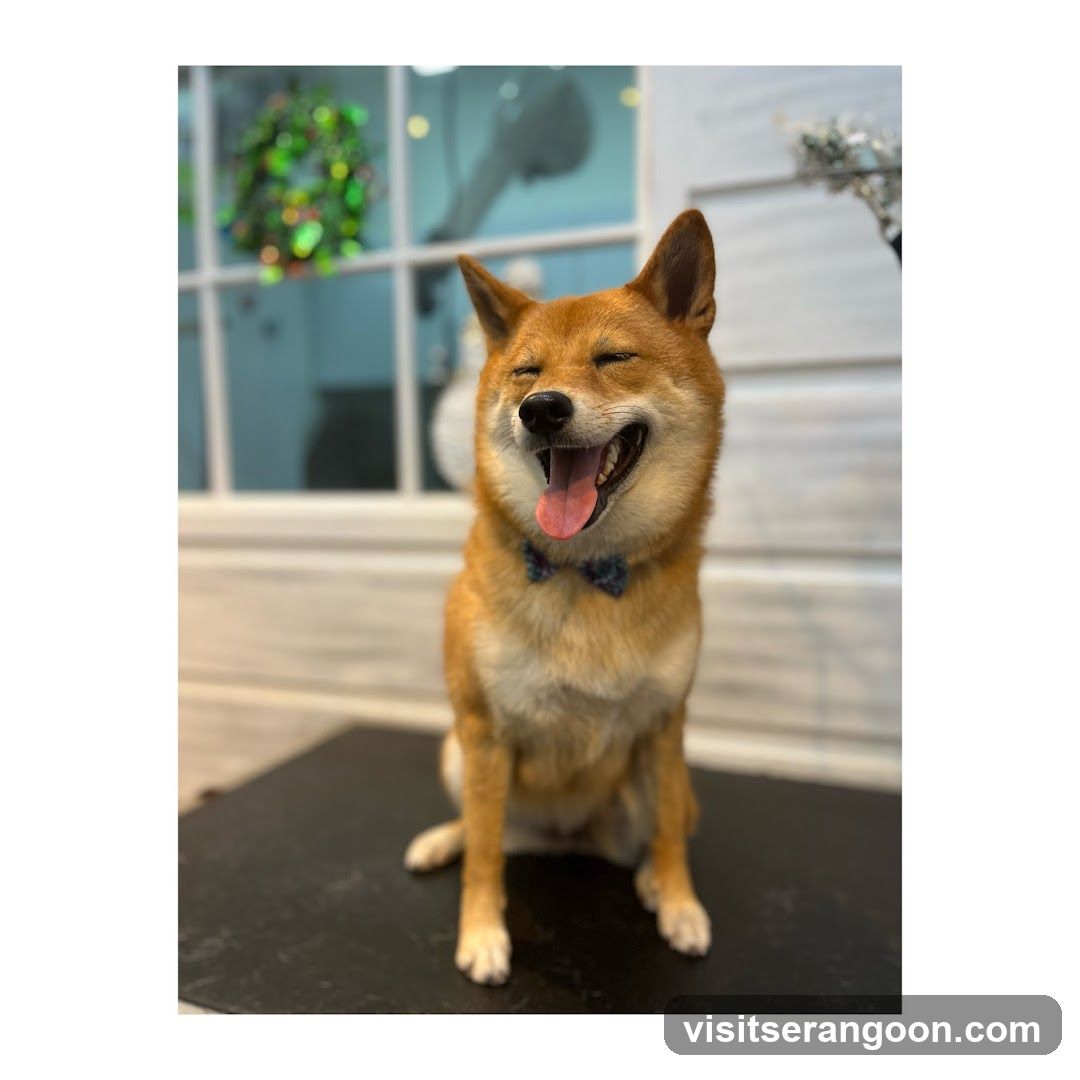 The Pets Workshop (Nex) - Dogs & Cats Grooming / Pet Spa Services in Serangoon Nex Mall