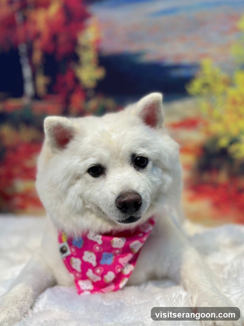 The Pets Workshop (Nex) - Dogs & Cats Grooming / Pet Spa Services in Serangoon Nex Mall