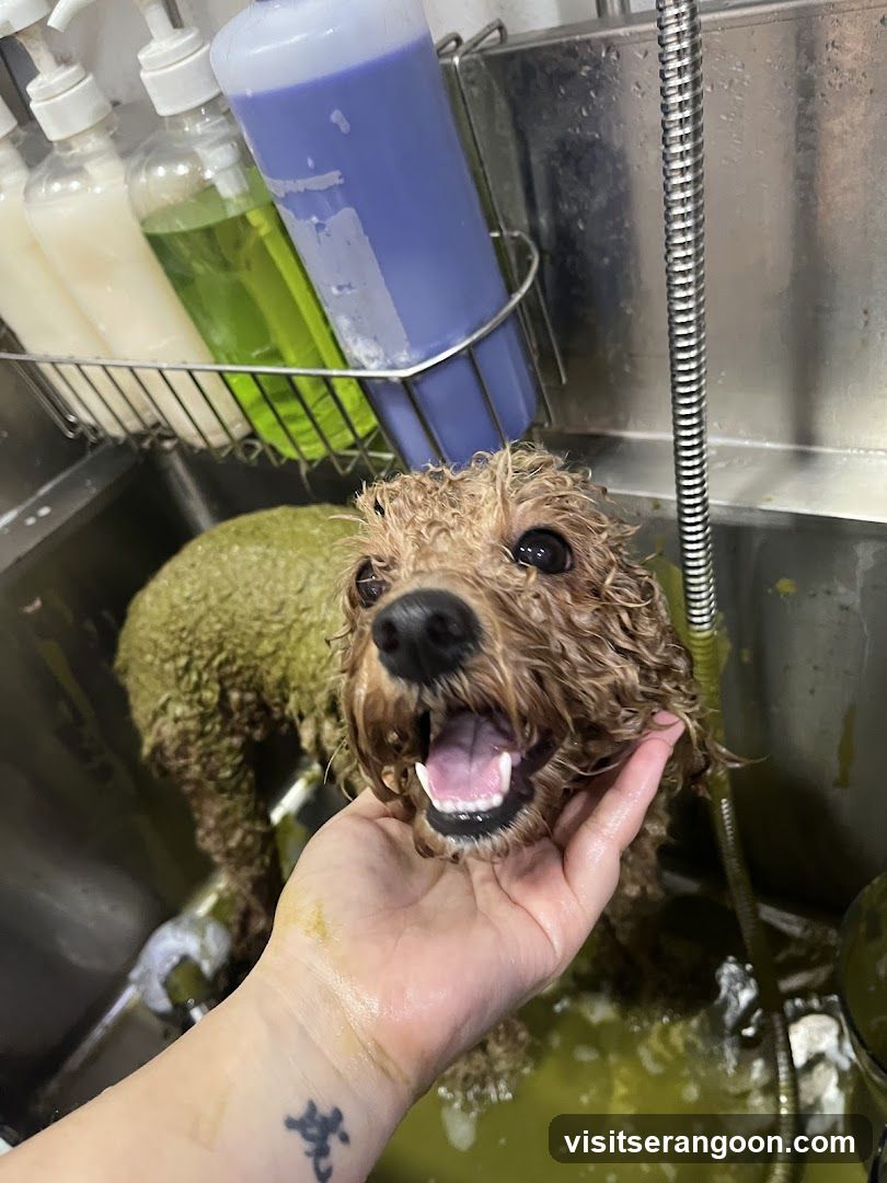 The Pets Workshop (Nex) - Dogs & Cats Grooming / Pet Spa Services in Serangoon Nex Mall