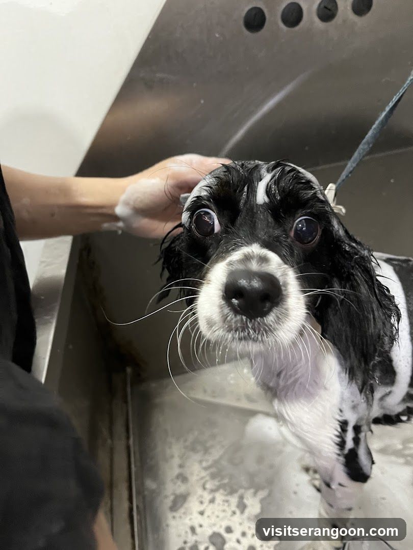 The Pets Workshop (Nex) - Dogs & Cats Grooming / Pet Spa Services in Serangoon Nex Mall