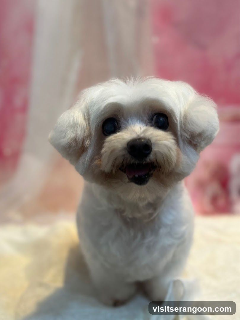 The Pets Workshop (Nex) - Dogs & Cats Grooming / Pet Spa Services in Serangoon Nex Mall