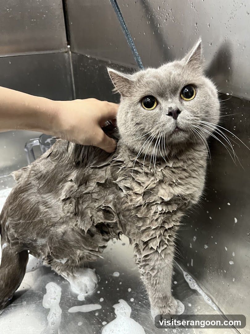 The Pets Workshop (Nex) - Dogs & Cats Grooming / Pet Spa Services in Serangoon Nex Mall