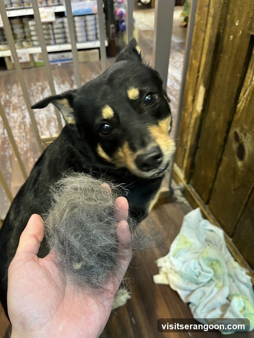 The Pets Workshop (Nex) - Dogs & Cats Grooming / Pet Spa Services in Serangoon Nex Mall