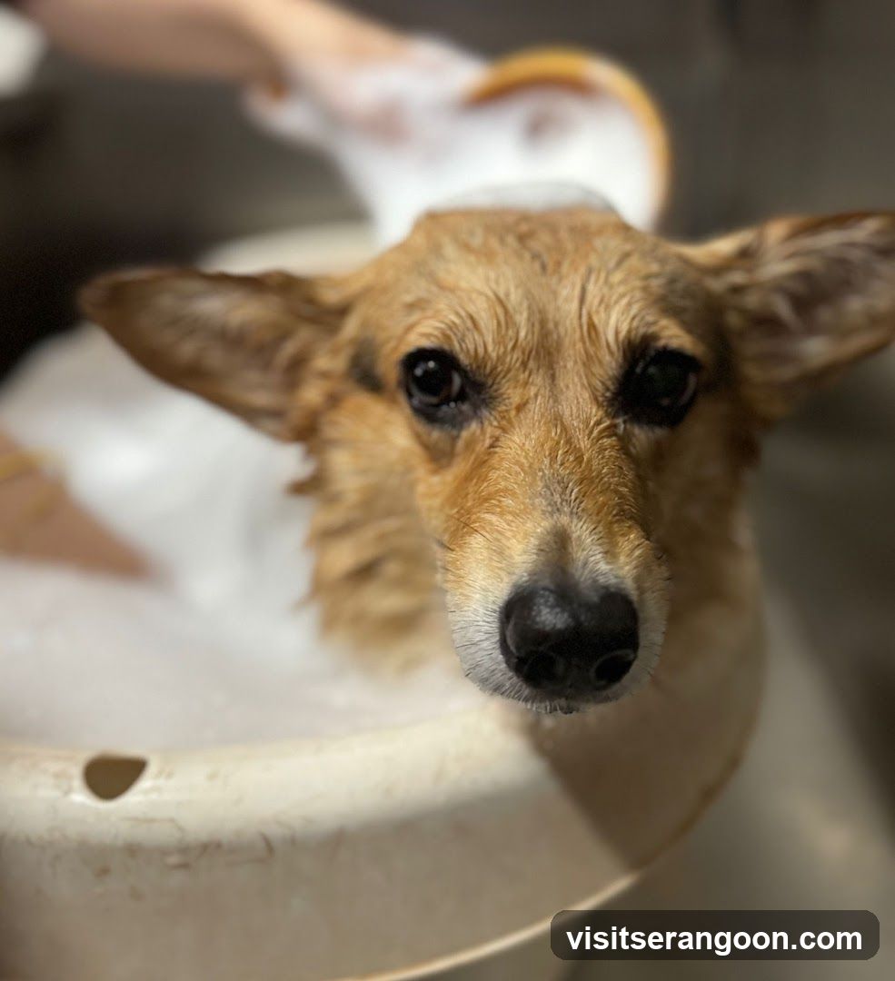 The Pets Workshop (Nex) - Dogs & Cats Grooming / Pet Spa Services in Serangoon Nex Mall