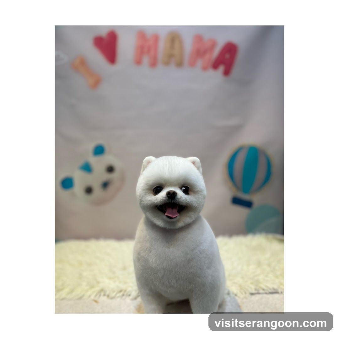 The Pets Workshop (Nex) - Dogs & Cats Grooming / Pet Spa Services in Serangoon Nex Mall